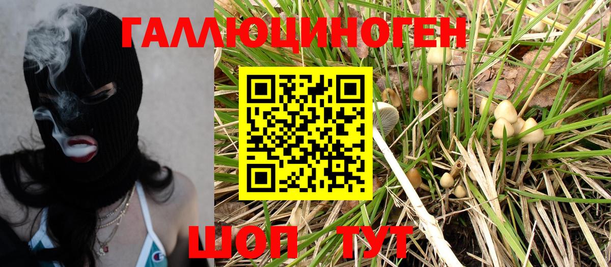 Галлюциногенные грибы Psilocybe  Вход с VPN  Казань  Псилоцибиновые грибы мицелий 